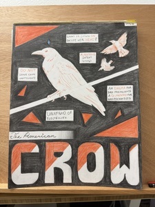 The American Crow